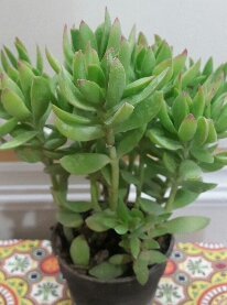 تصویر پرسش و پاسخ گیاه